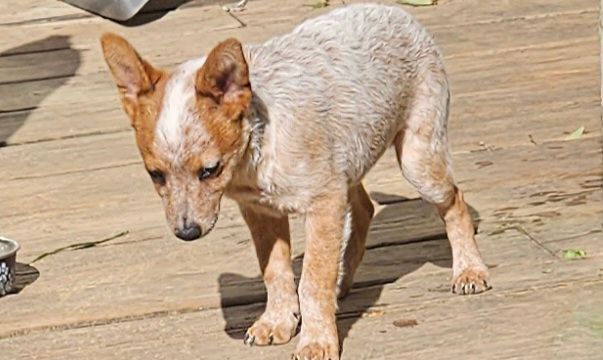Enlarge Harry, a Adopted Australian Cattle Dog / Blue Heeler in Saint Louis, MO image 3/6
