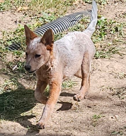Enlarge Harry, a Adopted Australian Cattle Dog / Blue Heeler in Saint Louis, MO image 4/6