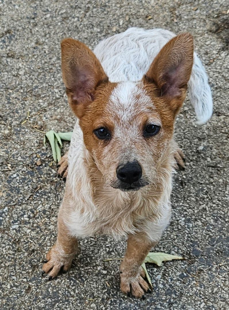 Harry, Adopted, Puppy Male Australian Cattle Dog / Blue Heeler.