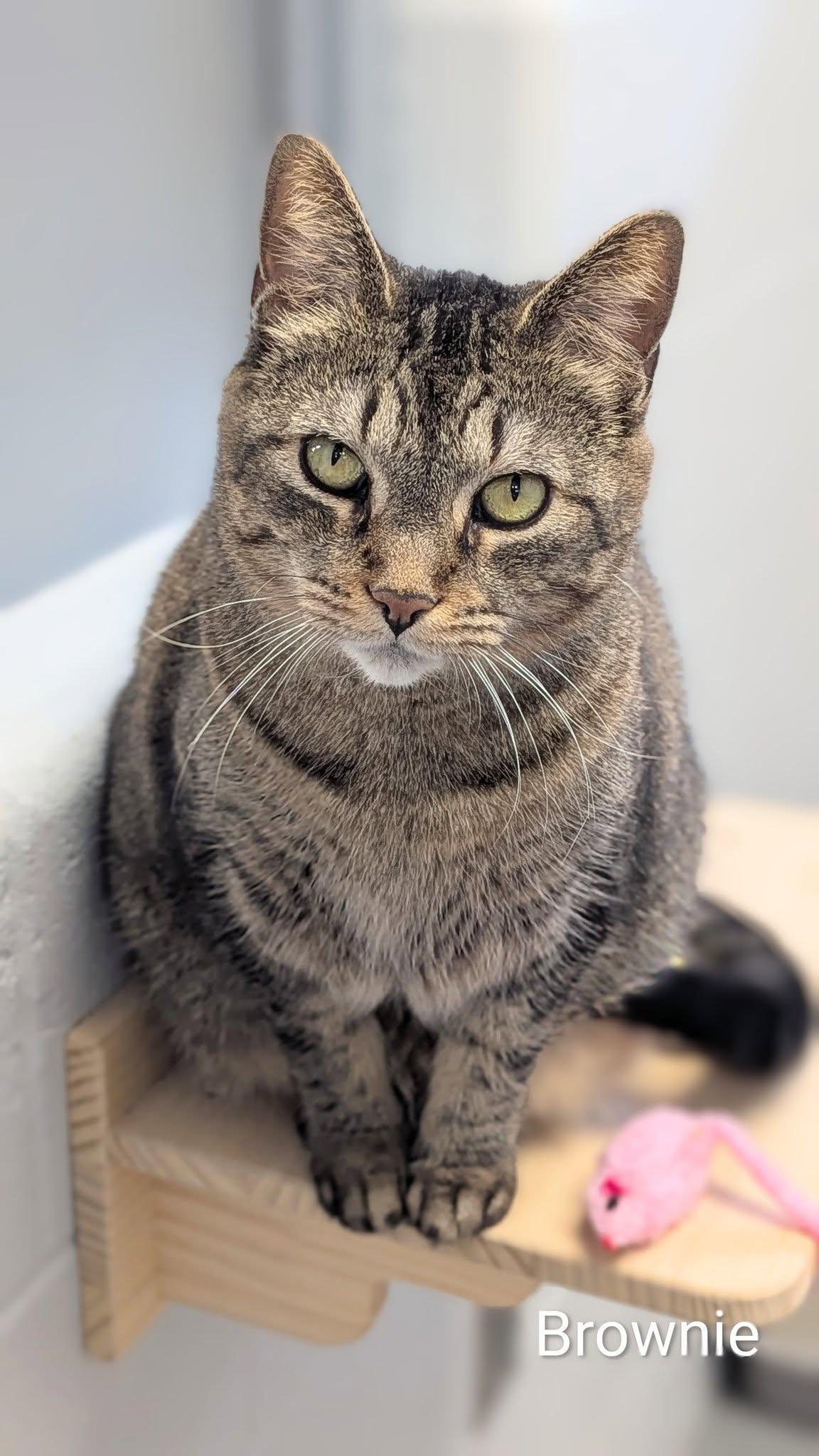 Brownie, adopted, Adult Female Domestic Short Hair.