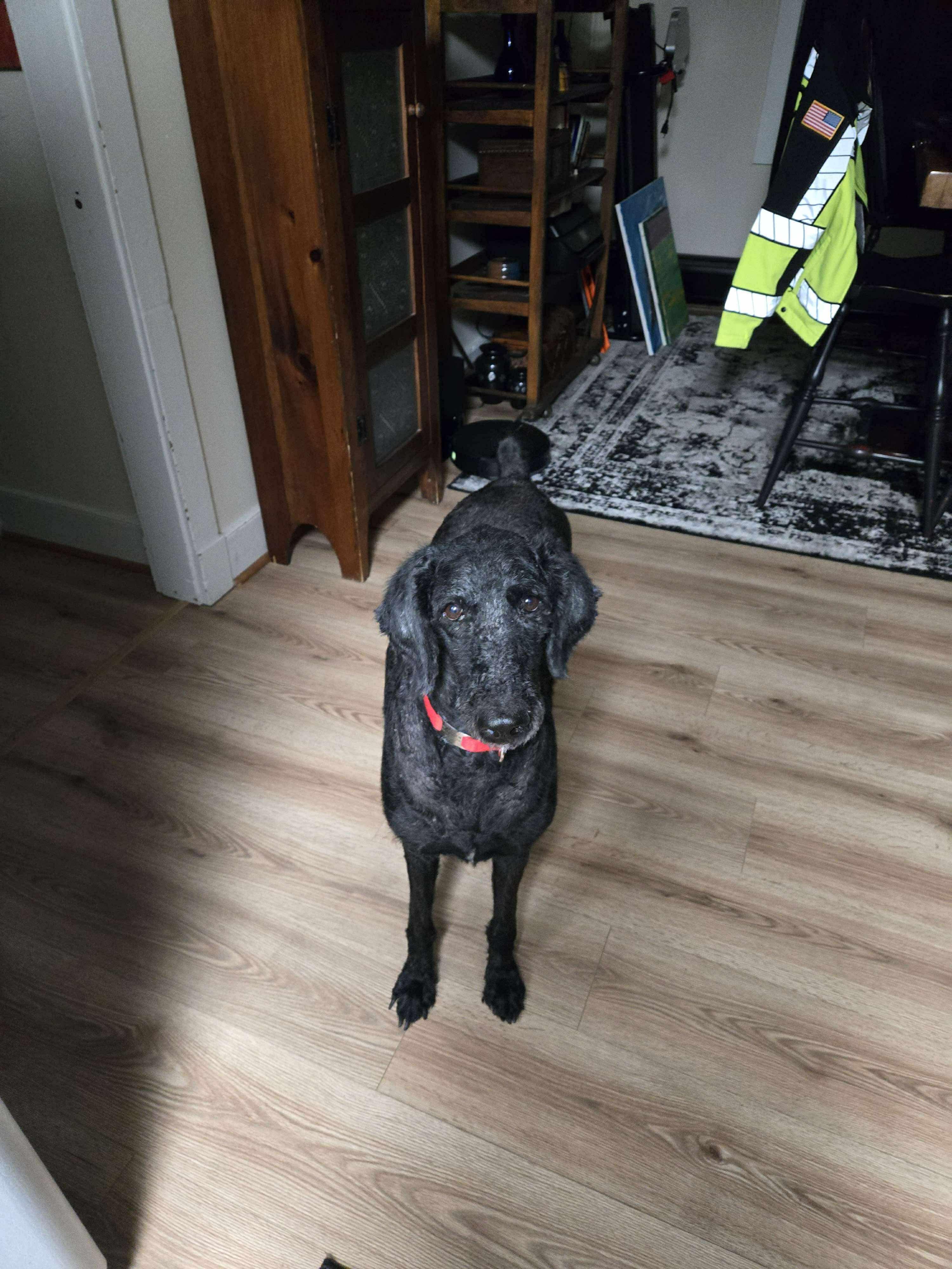 Sophia, Adoptable, Adult Female Poodle.