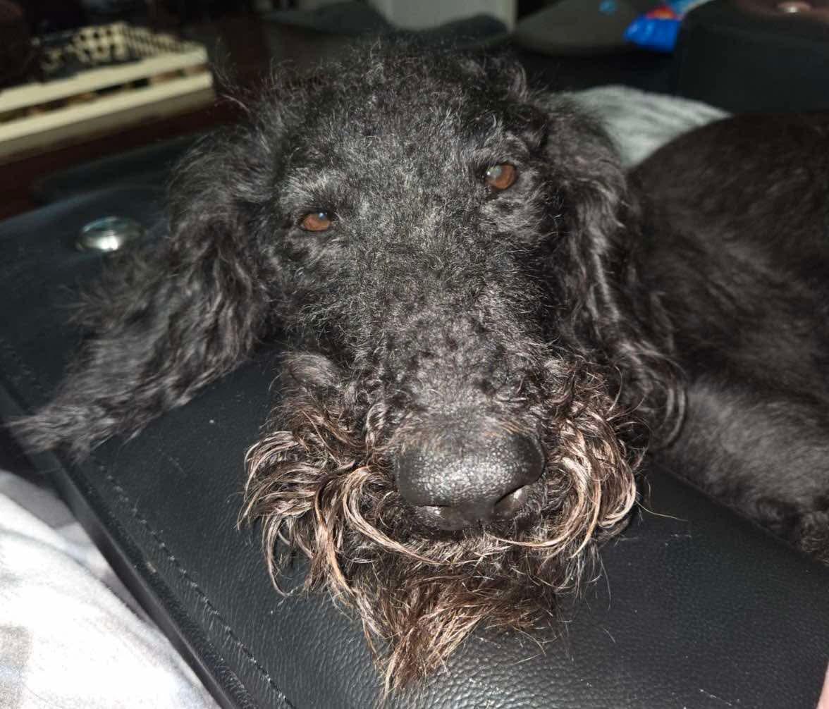 Enlarge Sophia, a Adoptable Poodle in Westwood, NJ image 3/6