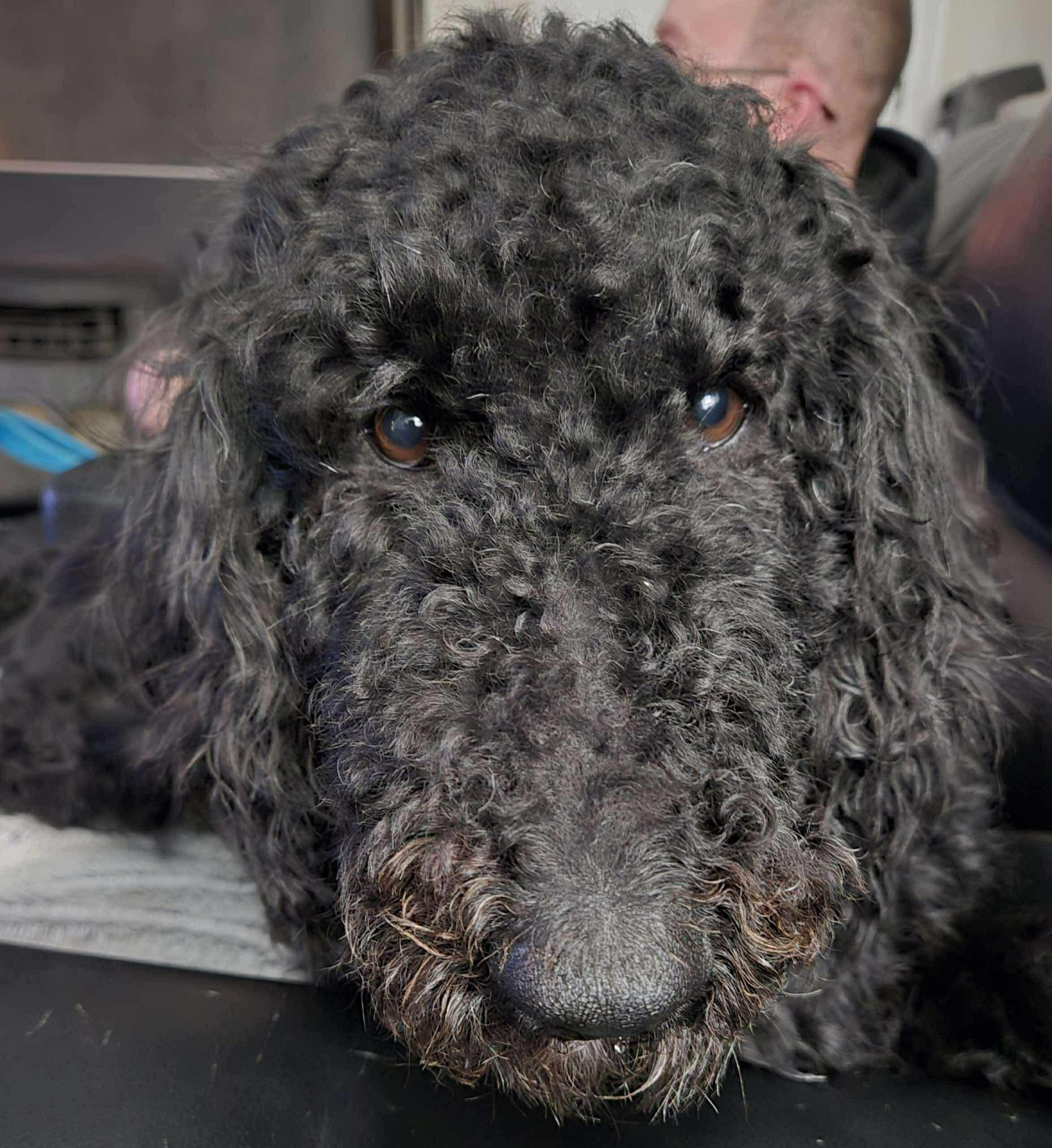 Enlarge Sophia, a Adoptable Poodle in Westwood, NJ image 5/6