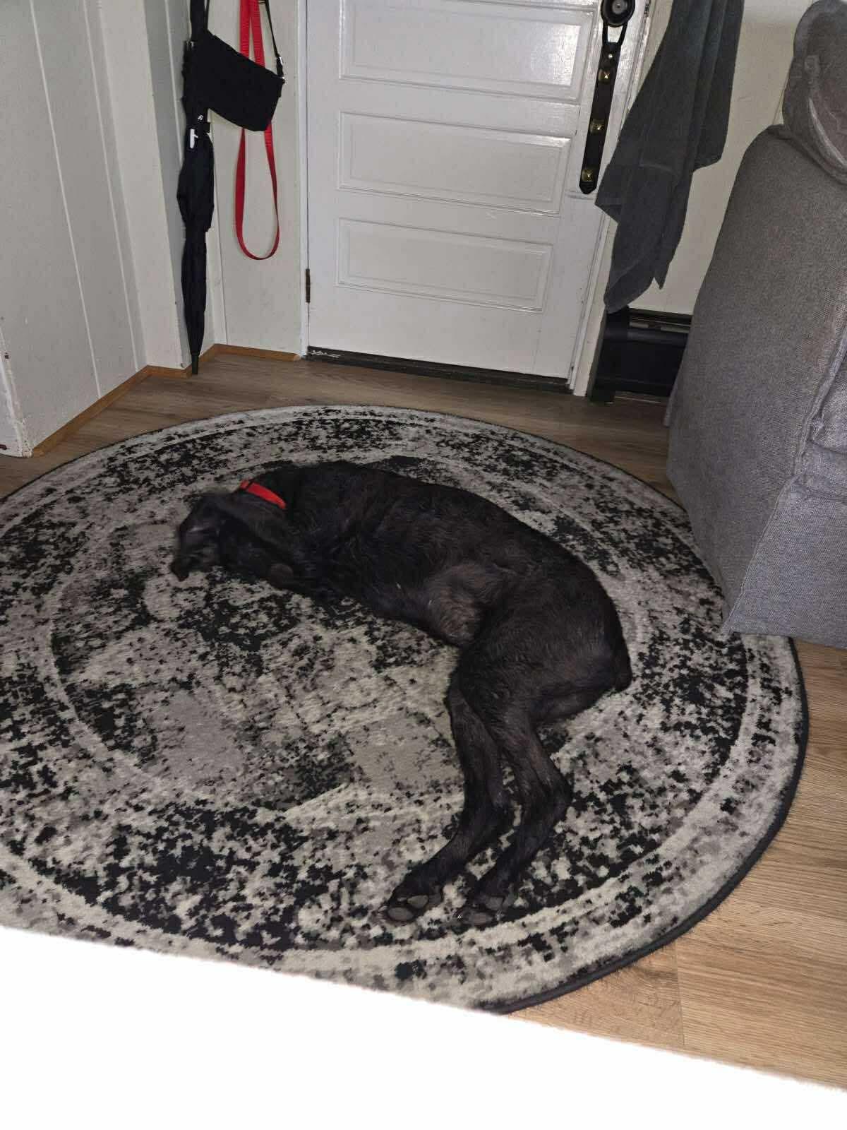 Enlarge Sophia, a Adoptable Poodle in Westwood, NJ image 6/6