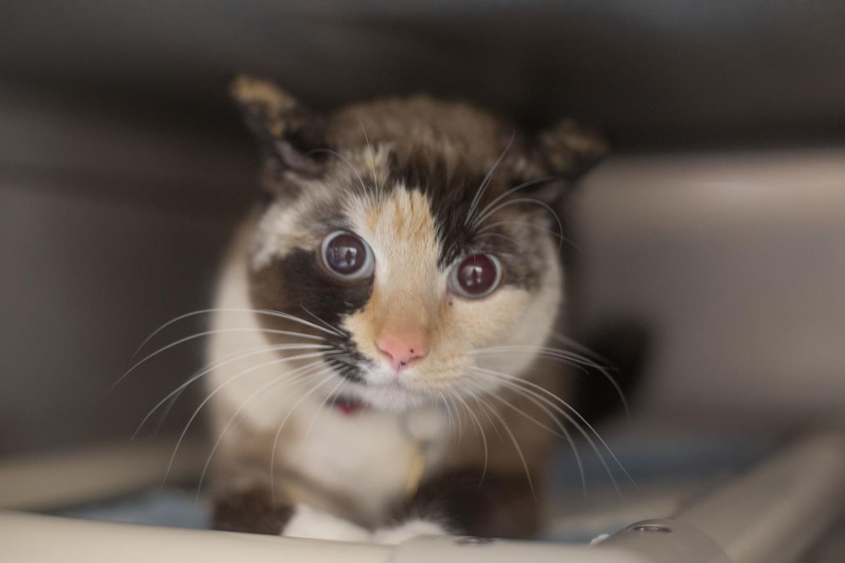 Snookums, Adoptable, Adult Female Snowshoe & Domestic Short Hair.