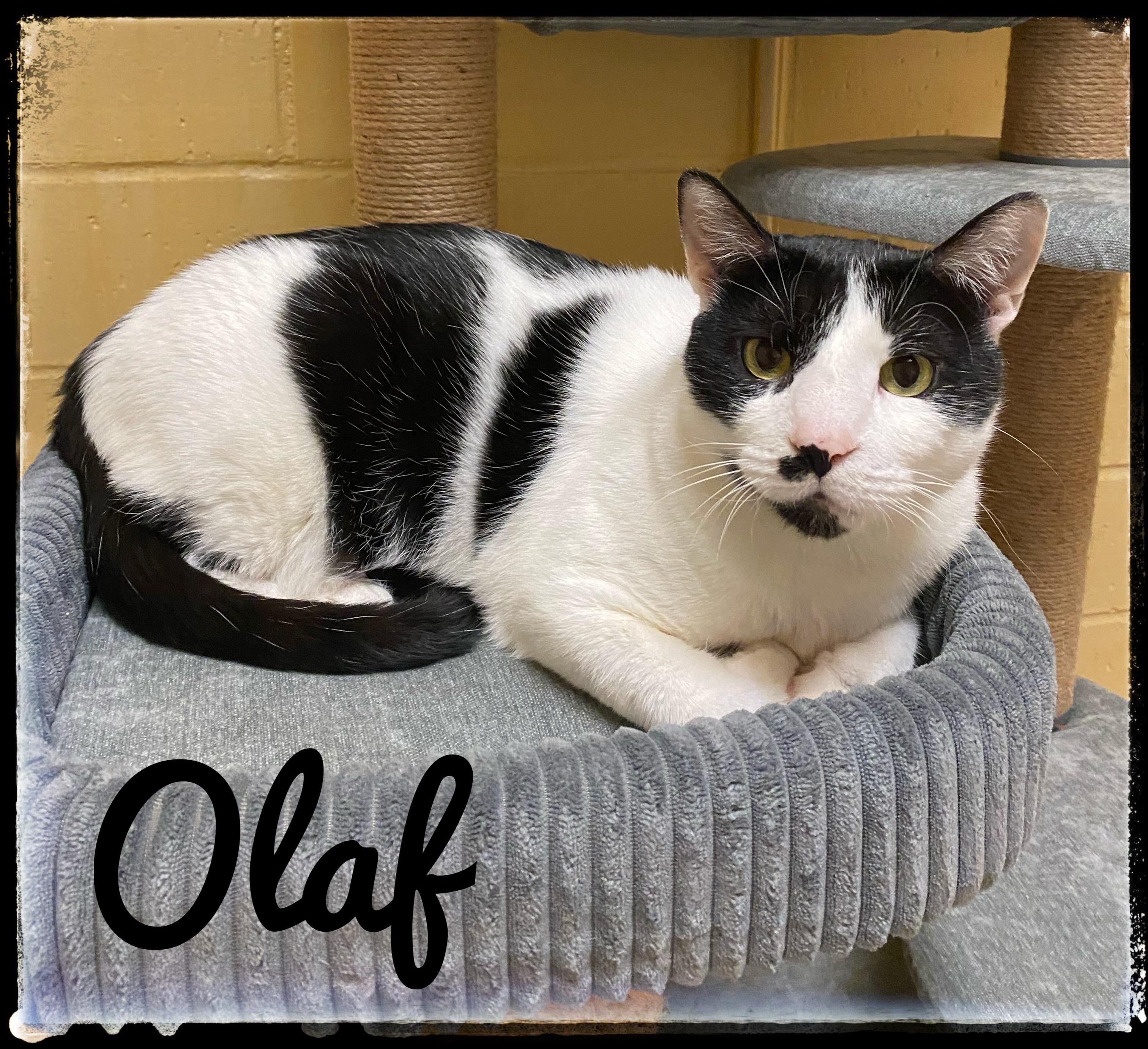Olaf, Adoptable, Adult Male Domestic Short Hair.