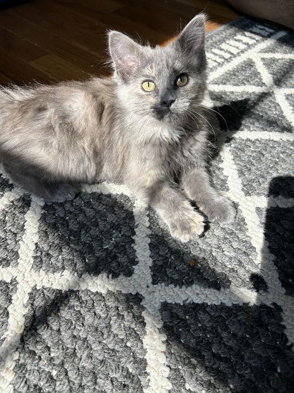 Enlarge Jolene25, a Adopted mixed breed in Nashville, TN image 1/3