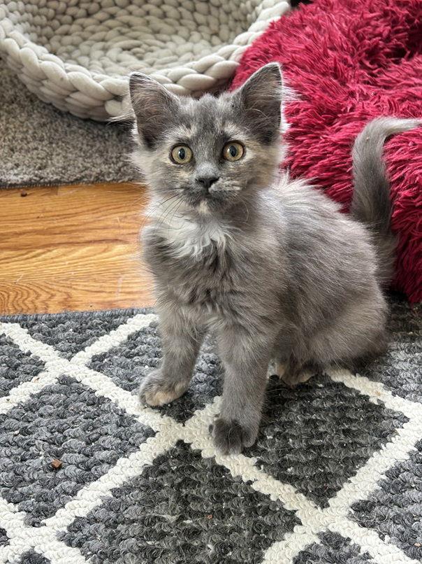 Enlarge Jolene25, a Adopted mixed breed in Nashville, TN image 2/3