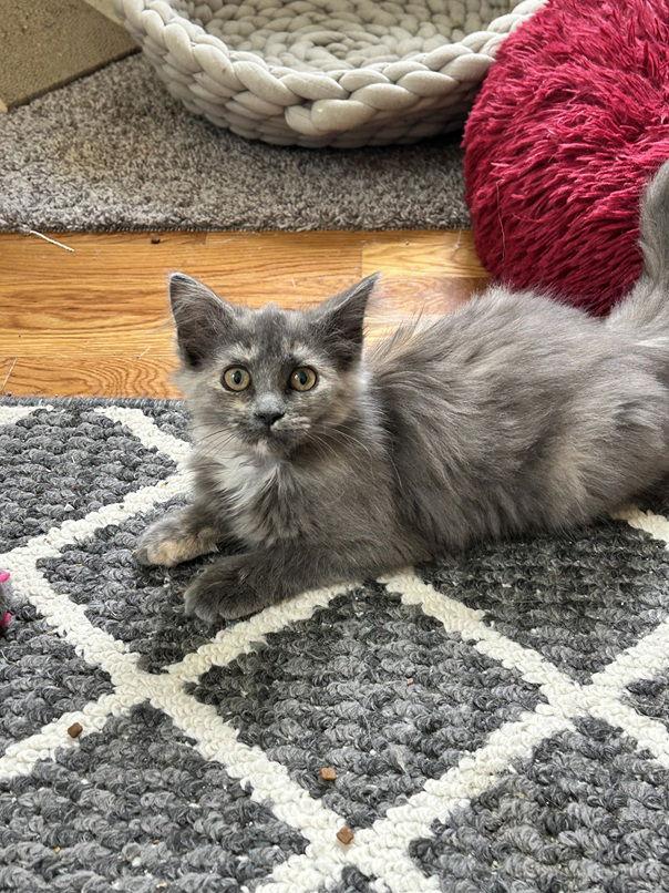 Enlarge Jolene25, a Adopted mixed breed in Nashville, TN image 3/3