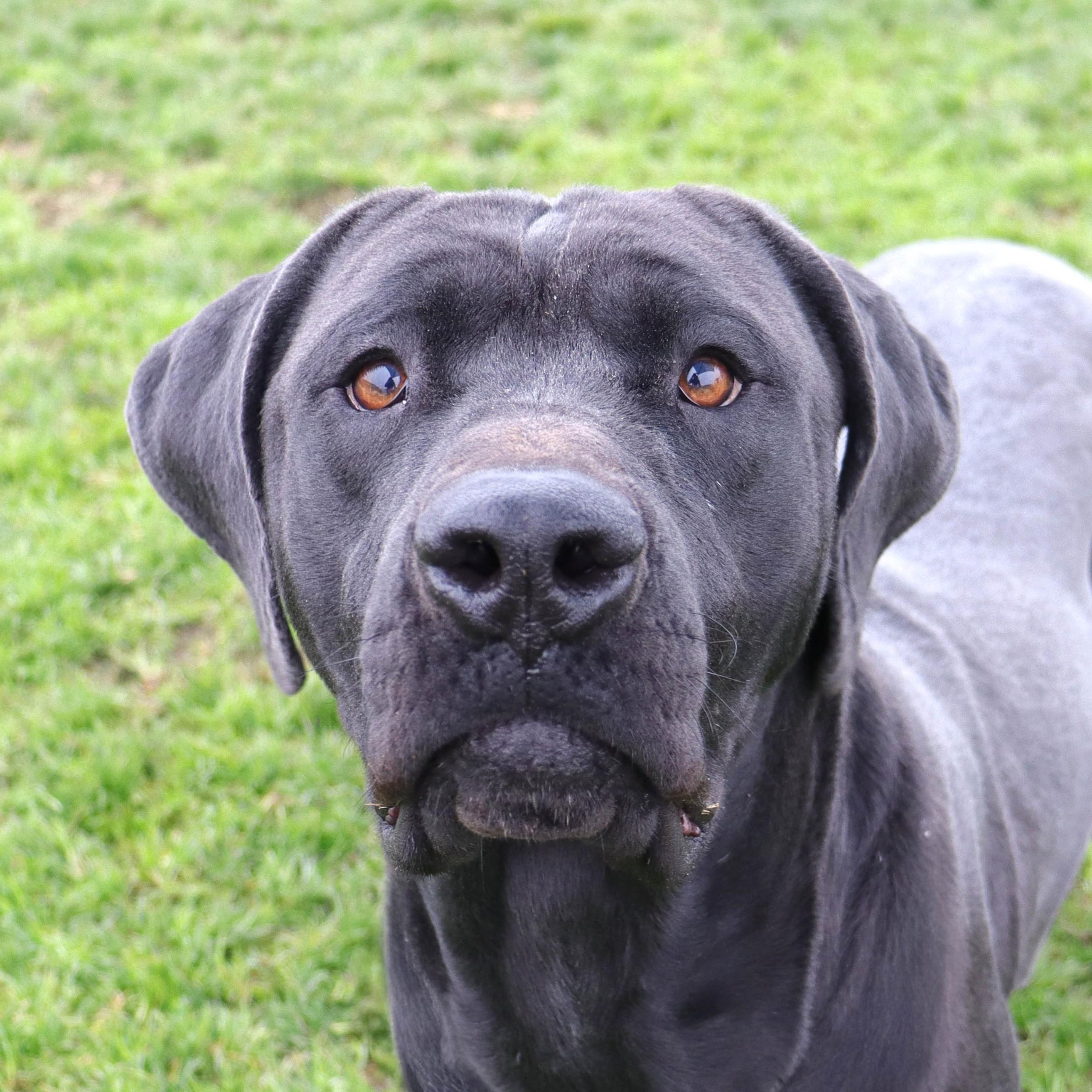 Jade, a Adoptable Black Labrador Retriever in Clovis, CA image 1/3