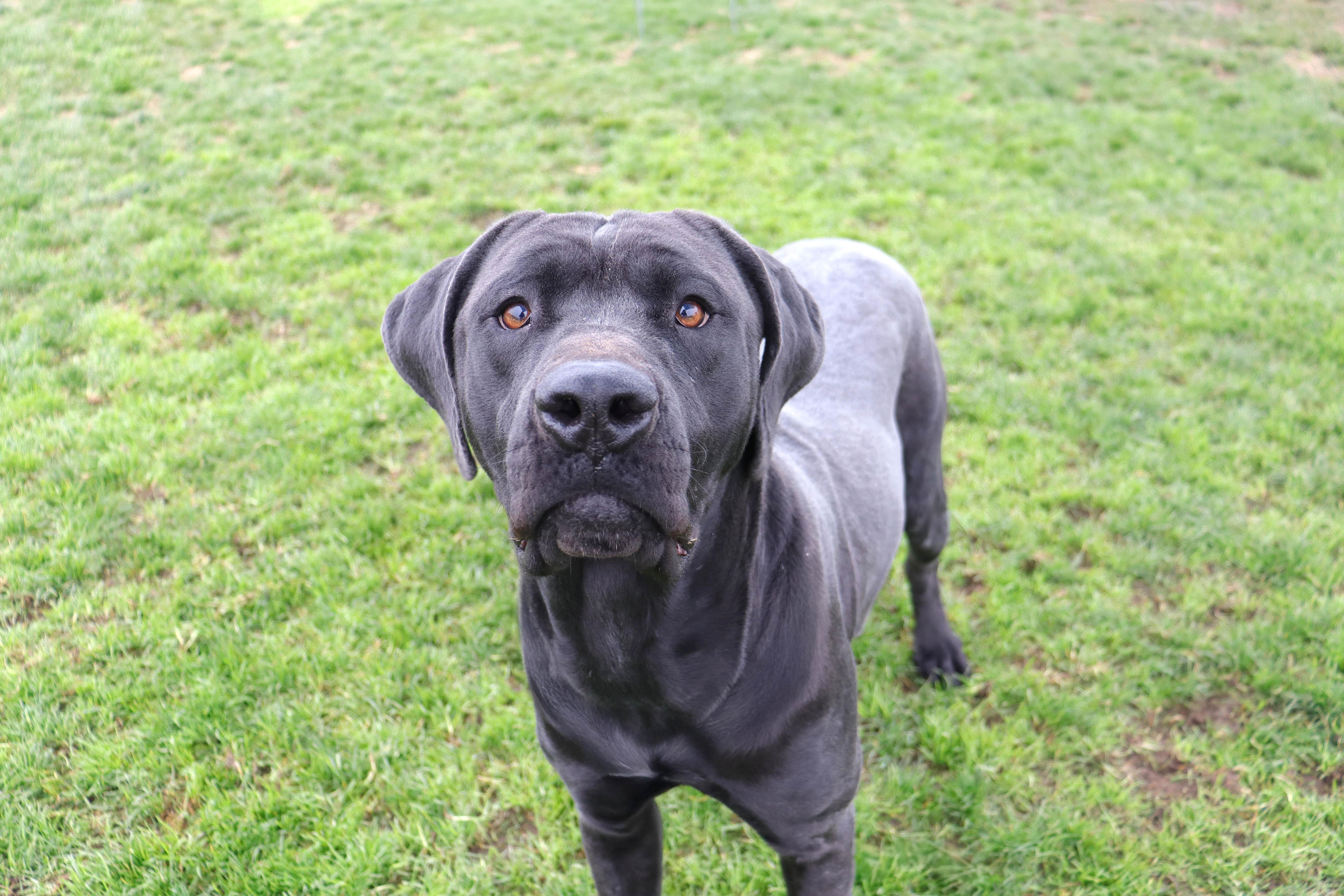 Jade, a Adoptable Black Labrador Retriever in Clovis, CA image 2/3