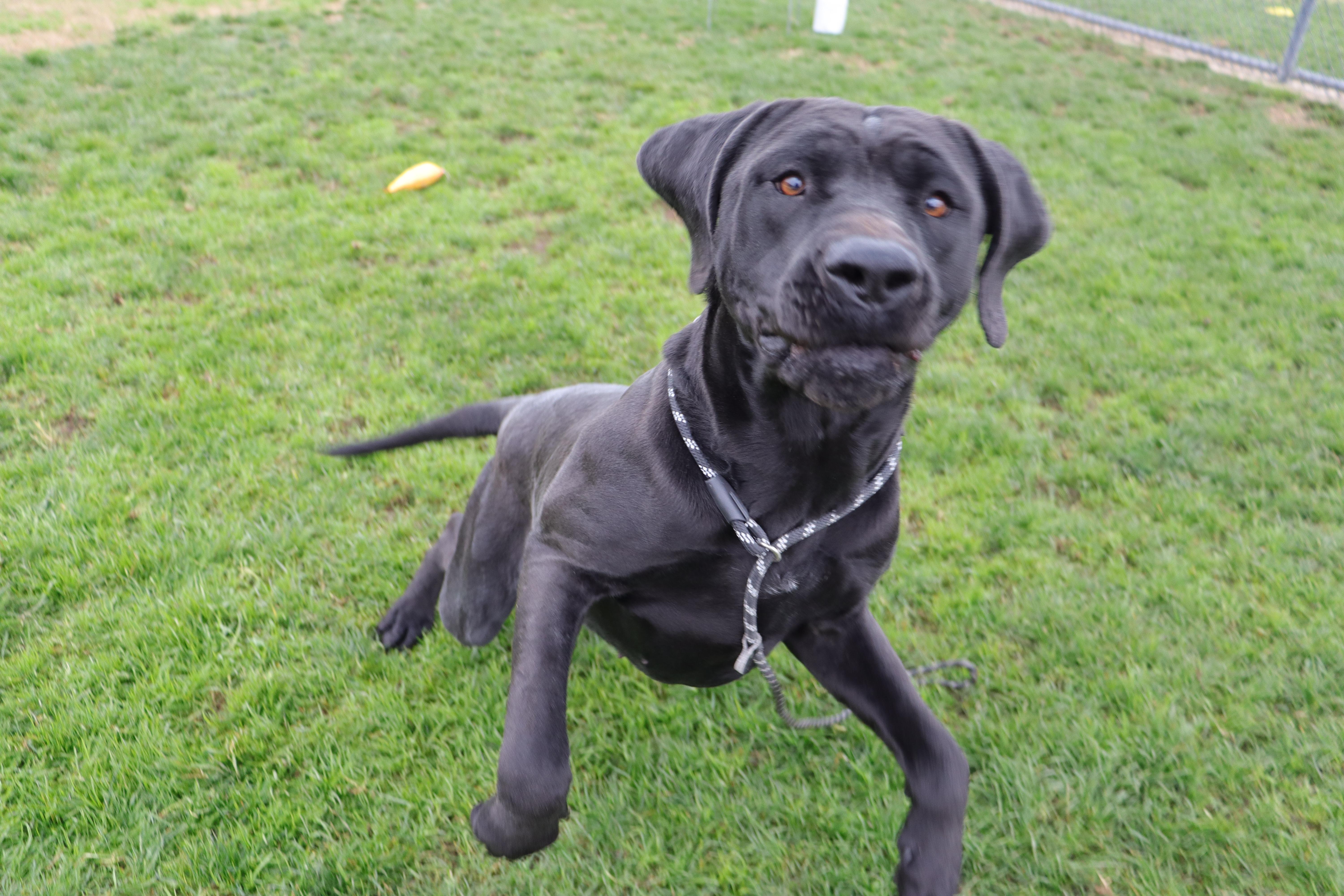 Jade, a Adoptable Black Labrador Retriever in Clovis, CA image 3/3