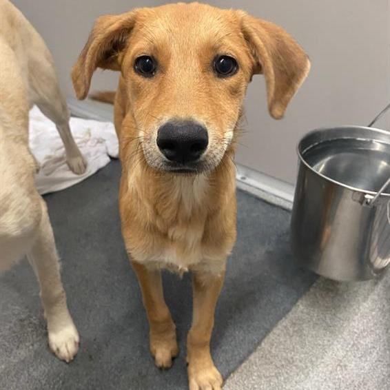 Frejya, Adopted, Young Female Labrador Retriever.