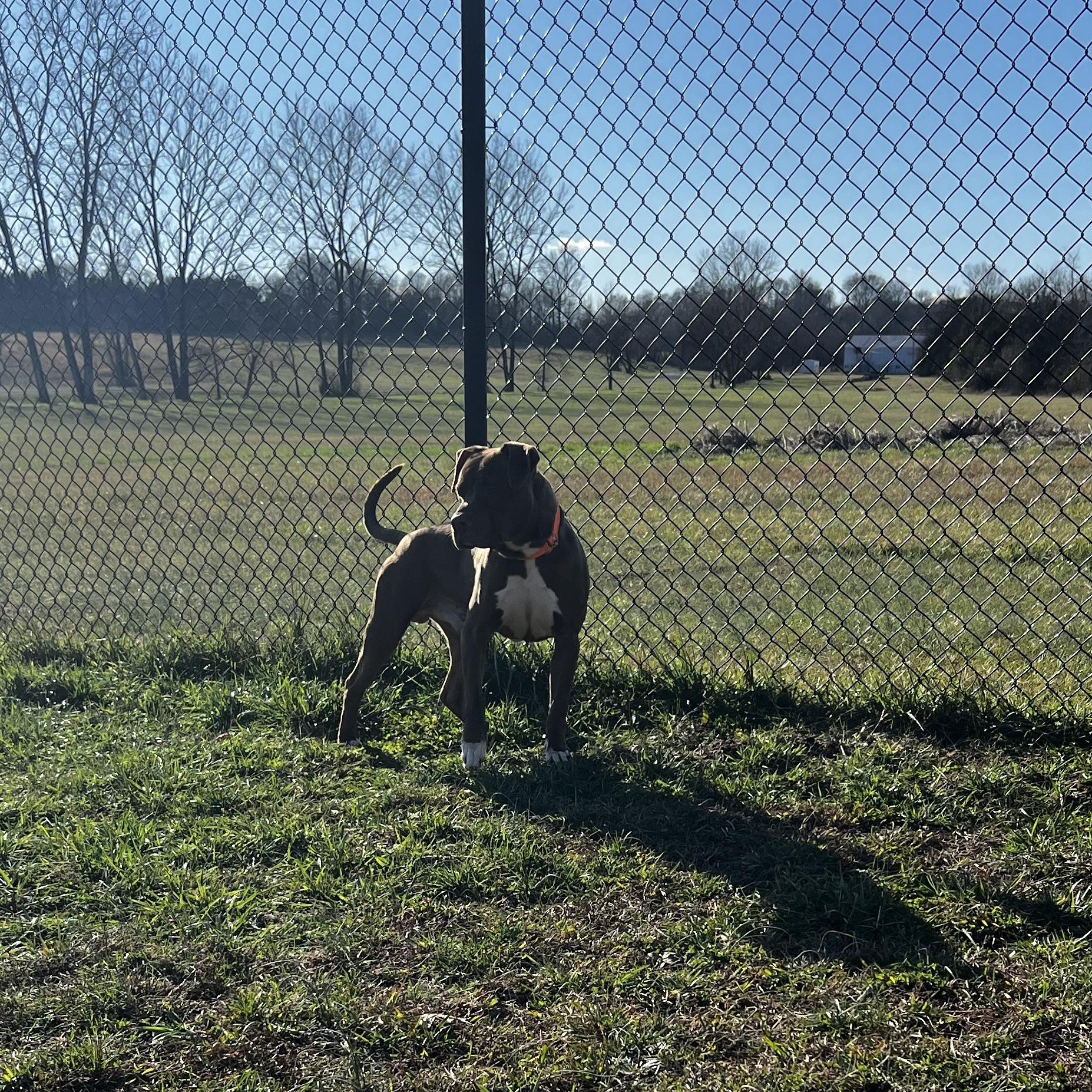 Dudley, a ADOPTABLE mixed breed in Lebanon, TN image 3/4
