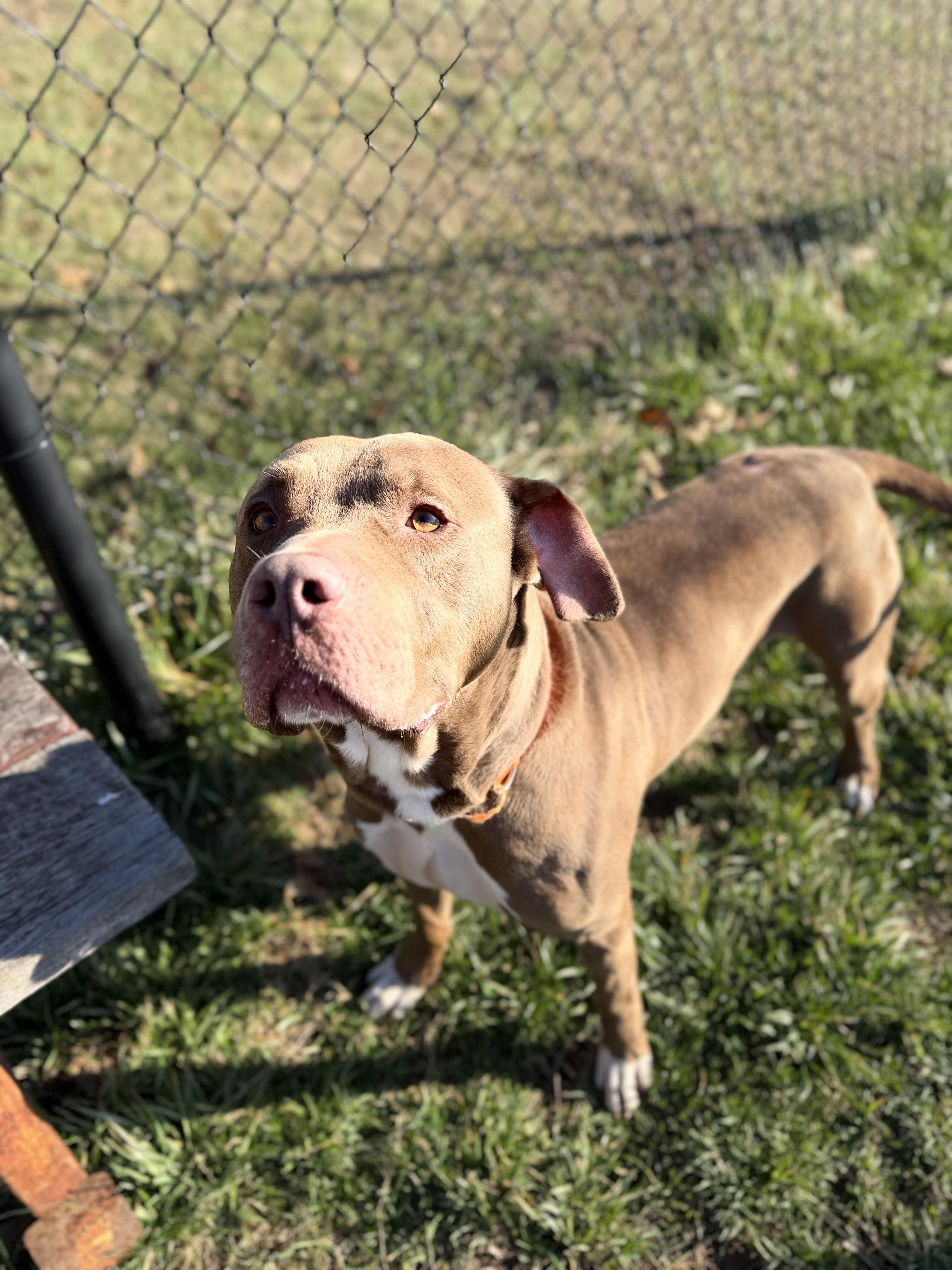 Dudley, a ADOPTABLE mixed breed in Lebanon, TN image 1/4