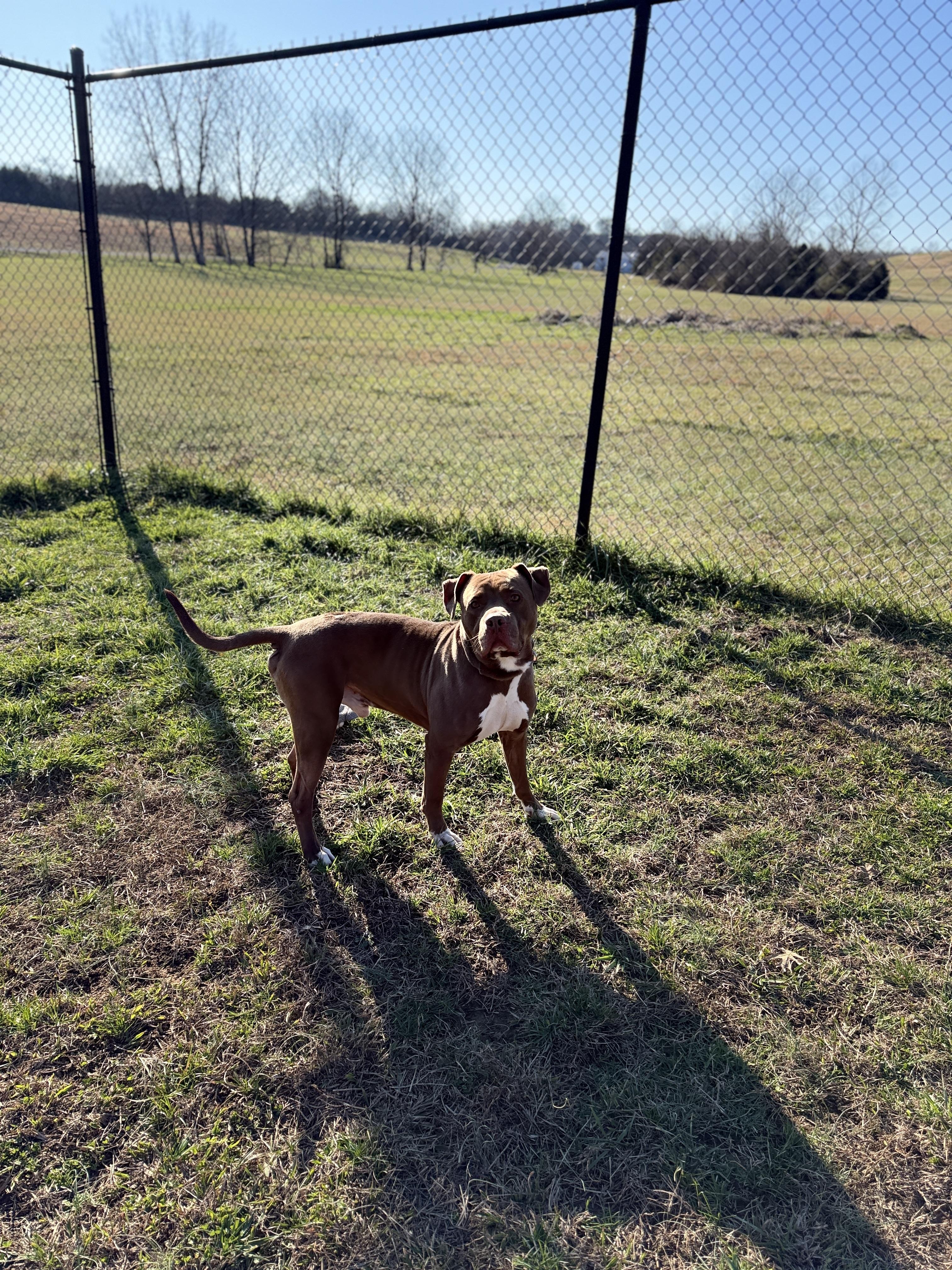 Dudley, a ADOPTABLE mixed breed in Lebanon, TN image 2/4