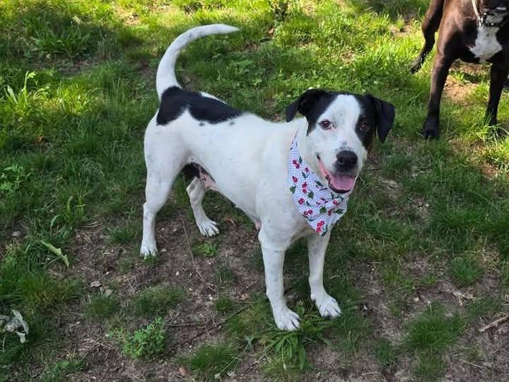 Denali, a ADOPTABLE mixed breed in Traverse City, MI image 2/2