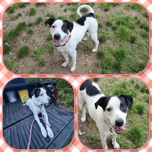 Denali, ADOPTABLE, Adult Female Pit Bull Terrier.