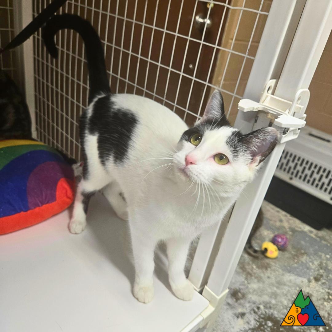 Enlarge Luna, a ADOPTABLE Domestic Short Hair in Douglas, WY image 2/3