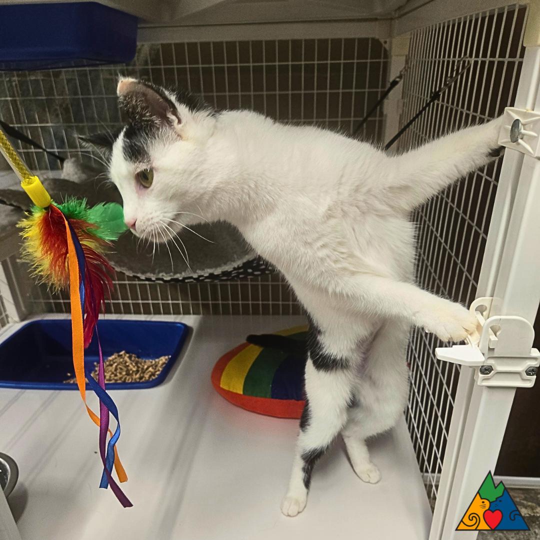 Enlarge Luna, a ADOPTABLE Domestic Short Hair in Douglas, WY image 3/3