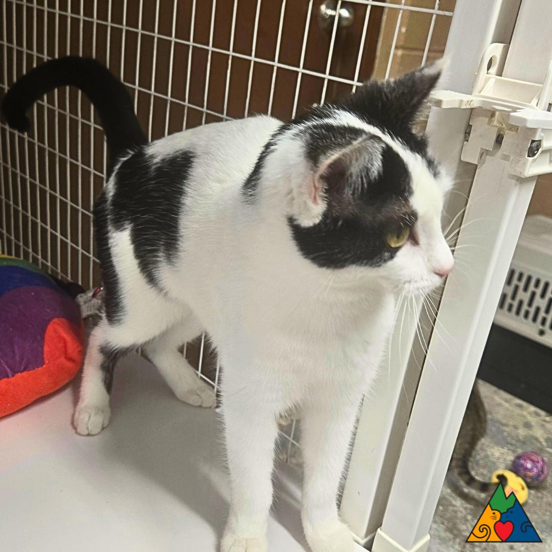 Enlarge Luna, a ADOPTABLE Domestic Short Hair in Douglas, WY image 1/3