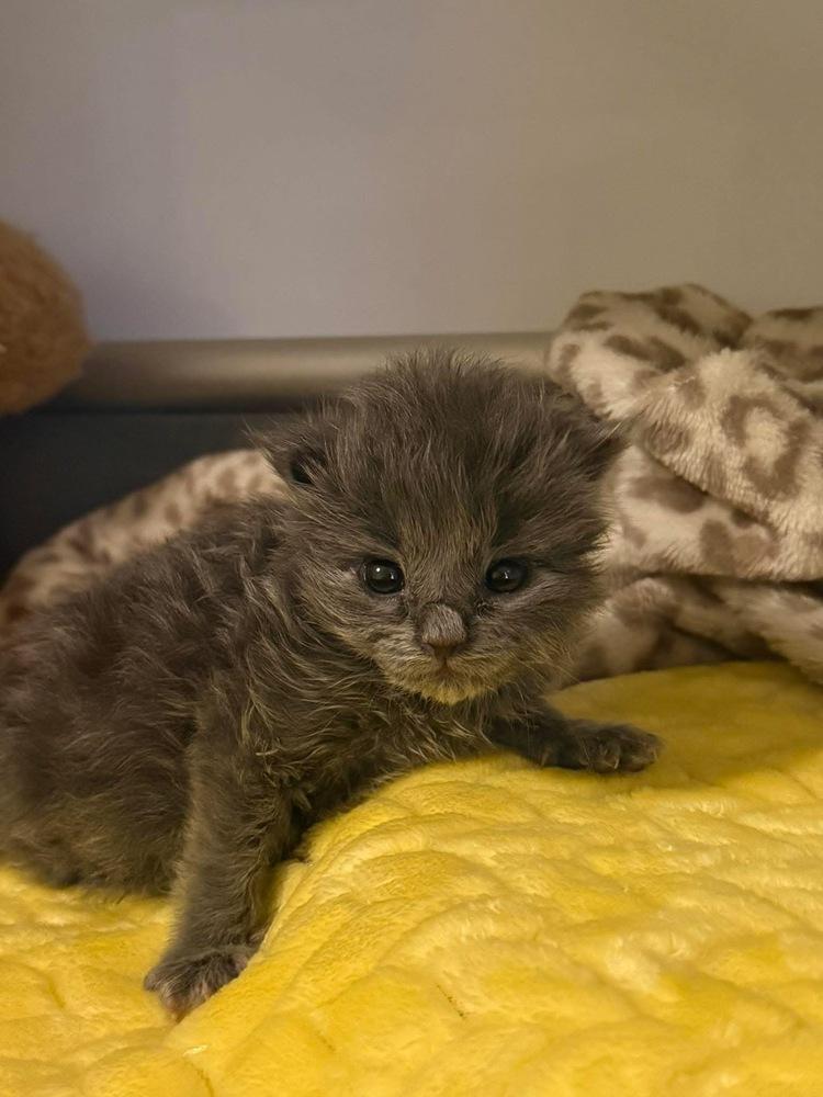 Lady Ewok, Adoptable, Kitten Female Domestic Medium Hair.