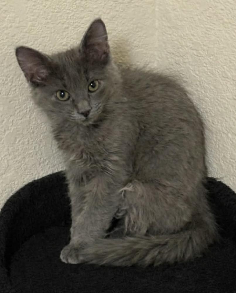 Enlarge Lady Ewok, a Adoptable mixed breed in tucson, AZ image 2/2