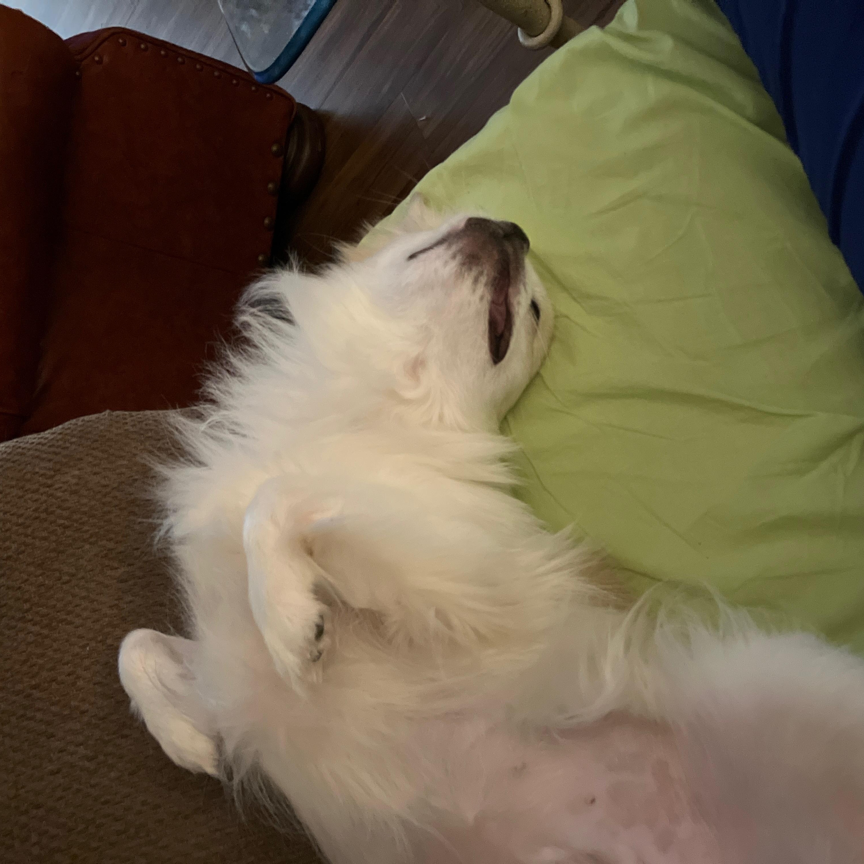 Alfie, an adoptable Tibetan Spaniel, Pekingese in Bradenton, FL, 34208 | Photo Image 6