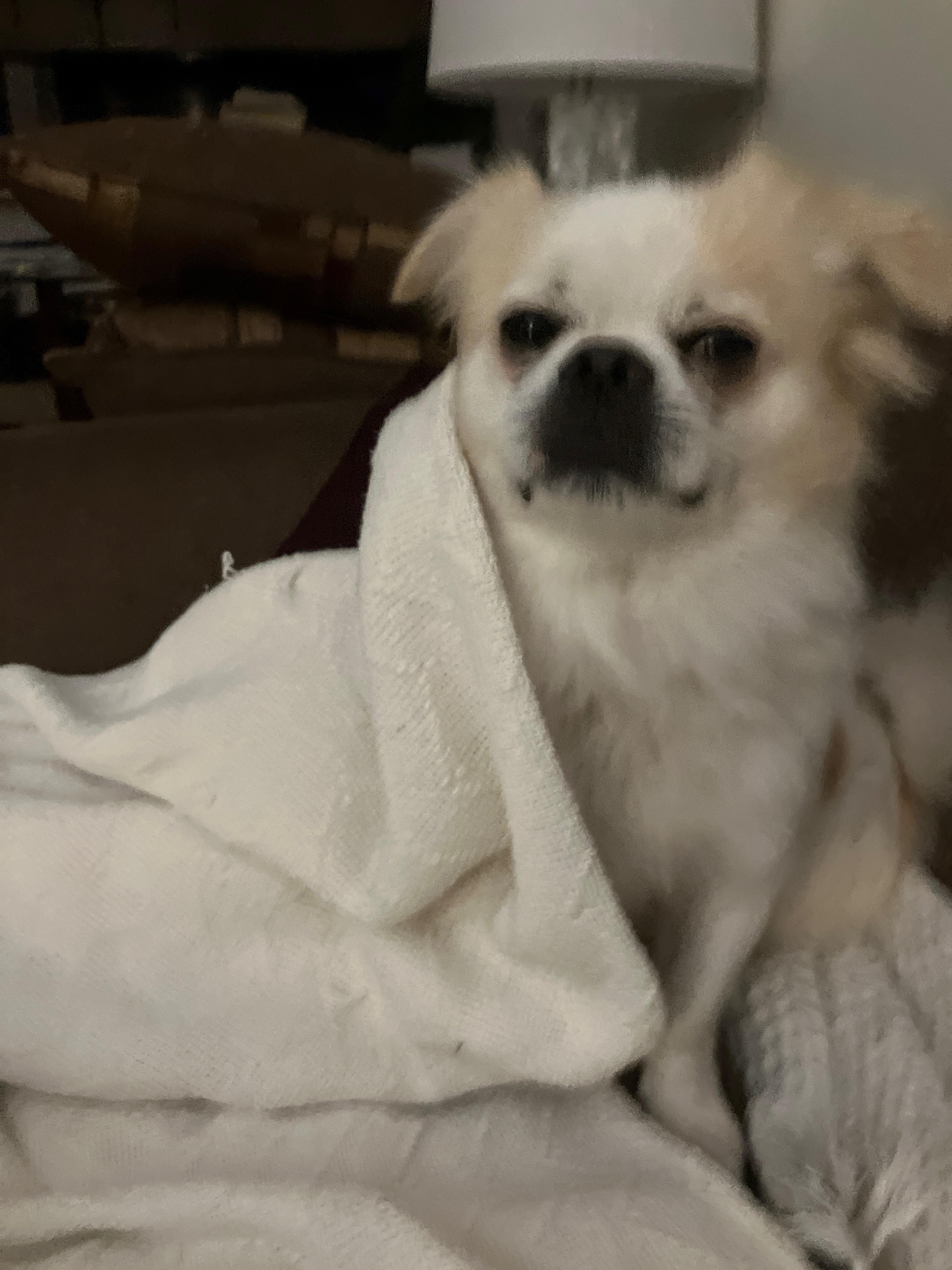 Alfie thumbnail 3