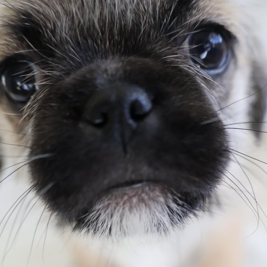 Enlarge Cassie, a ADOPTABLE mixed breed in Fort Collins, CO image 5/6