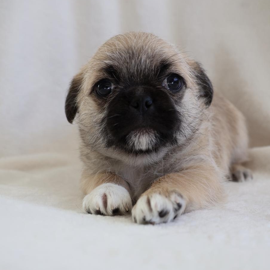 Enlarge Cassie, a ADOPTABLE mixed breed in Fort Collins, CO image 4/6