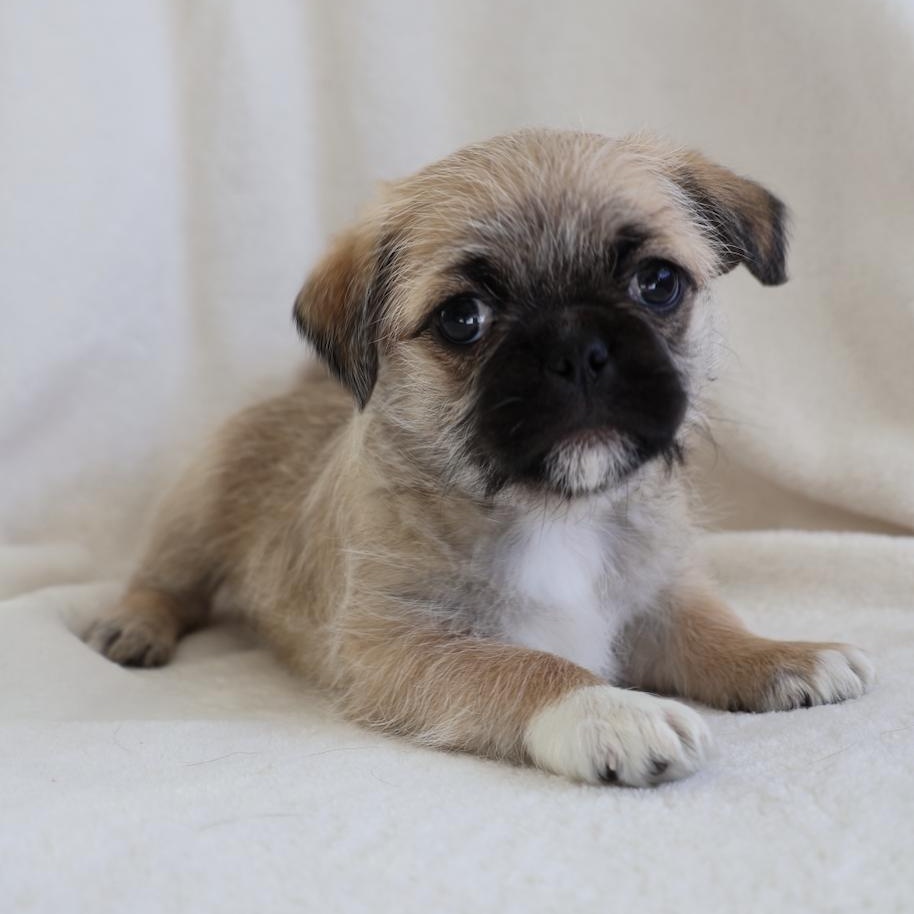 Cassie, ADOPTABLE, Puppy Female Pug.