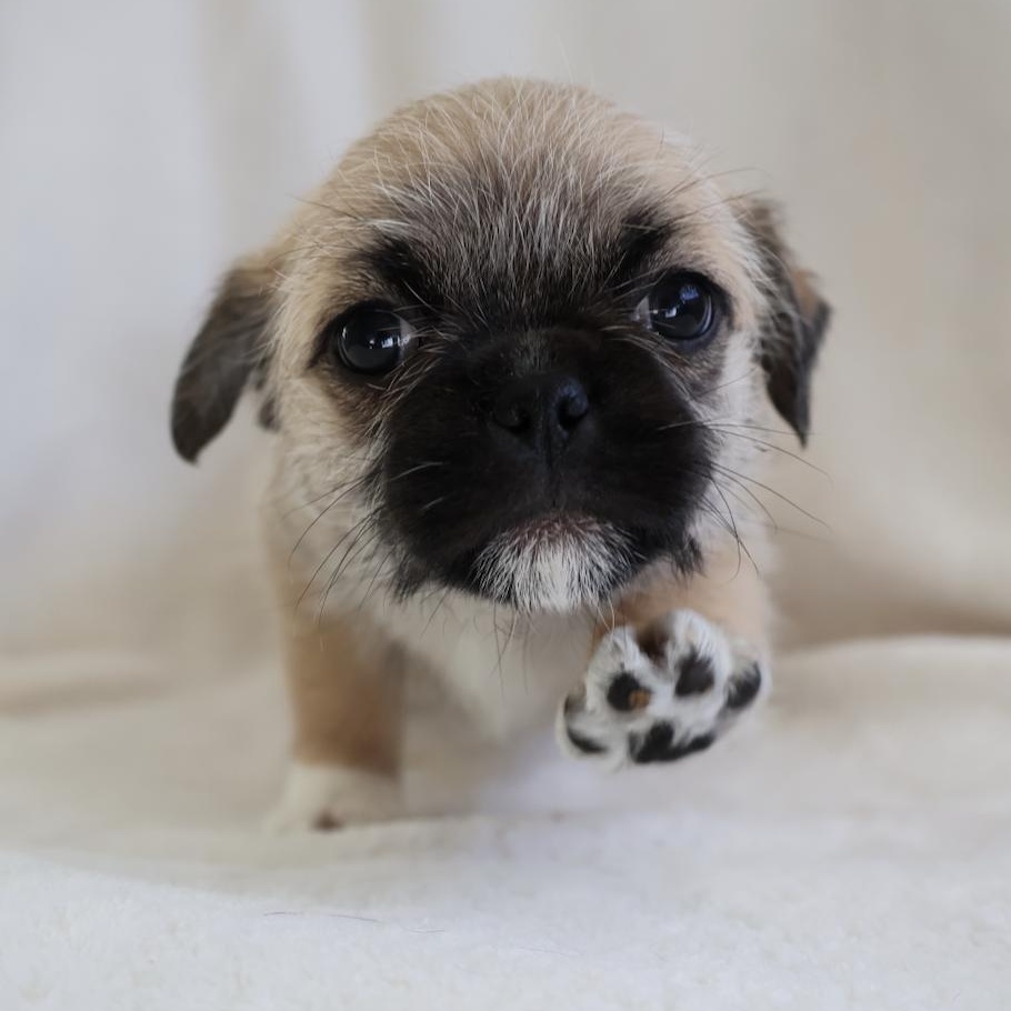 Enlarge Cassie, a ADOPTABLE mixed breed in Fort Collins, CO image 3/6