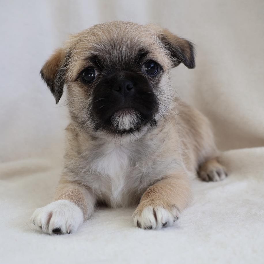 Enlarge Cassie, a ADOPTABLE mixed breed in Fort Collins, CO image 2/6