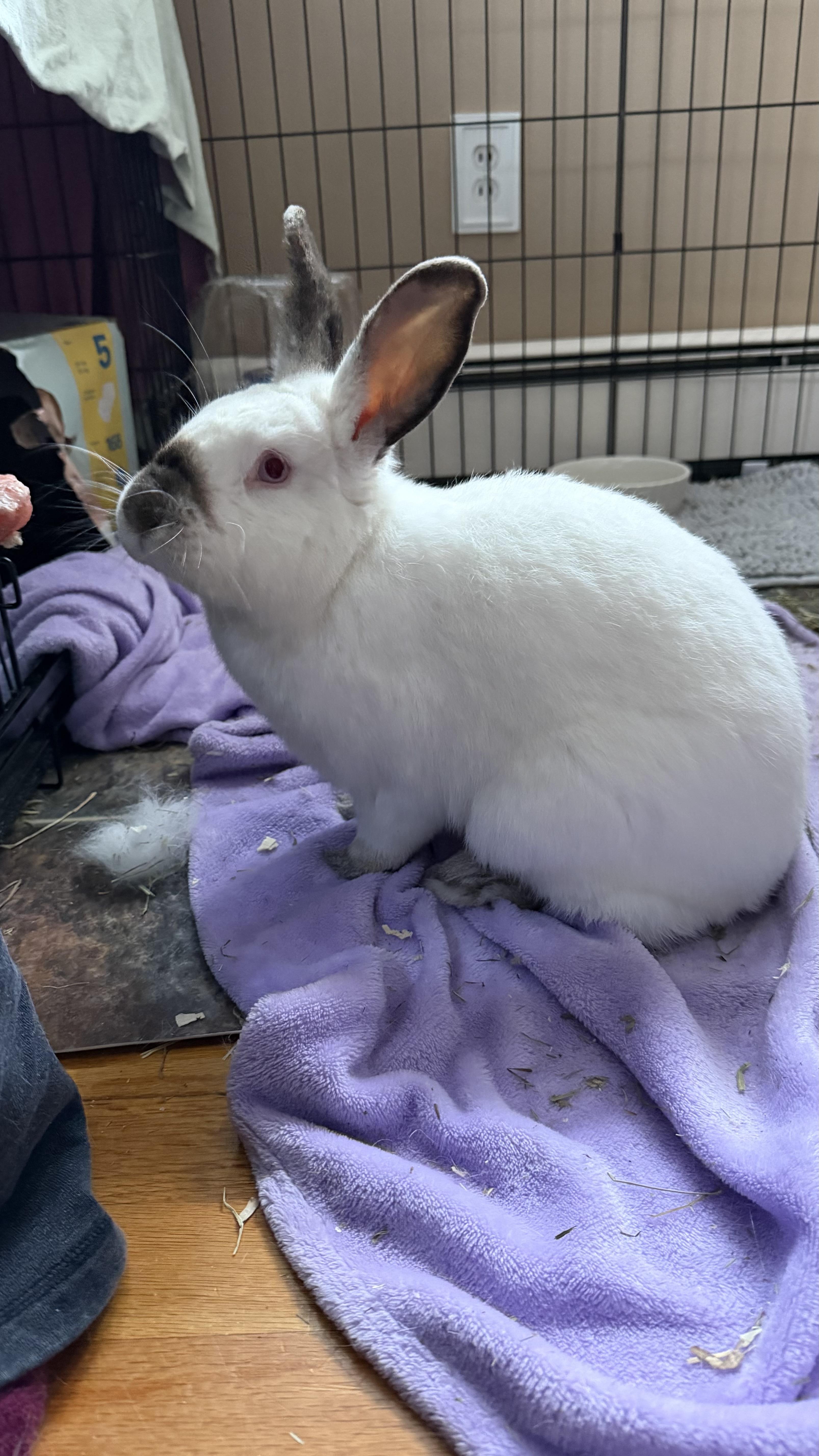 Enlarge Mochi, a ADOPTABLE Himalayan in ALBANY, NY image 3/4