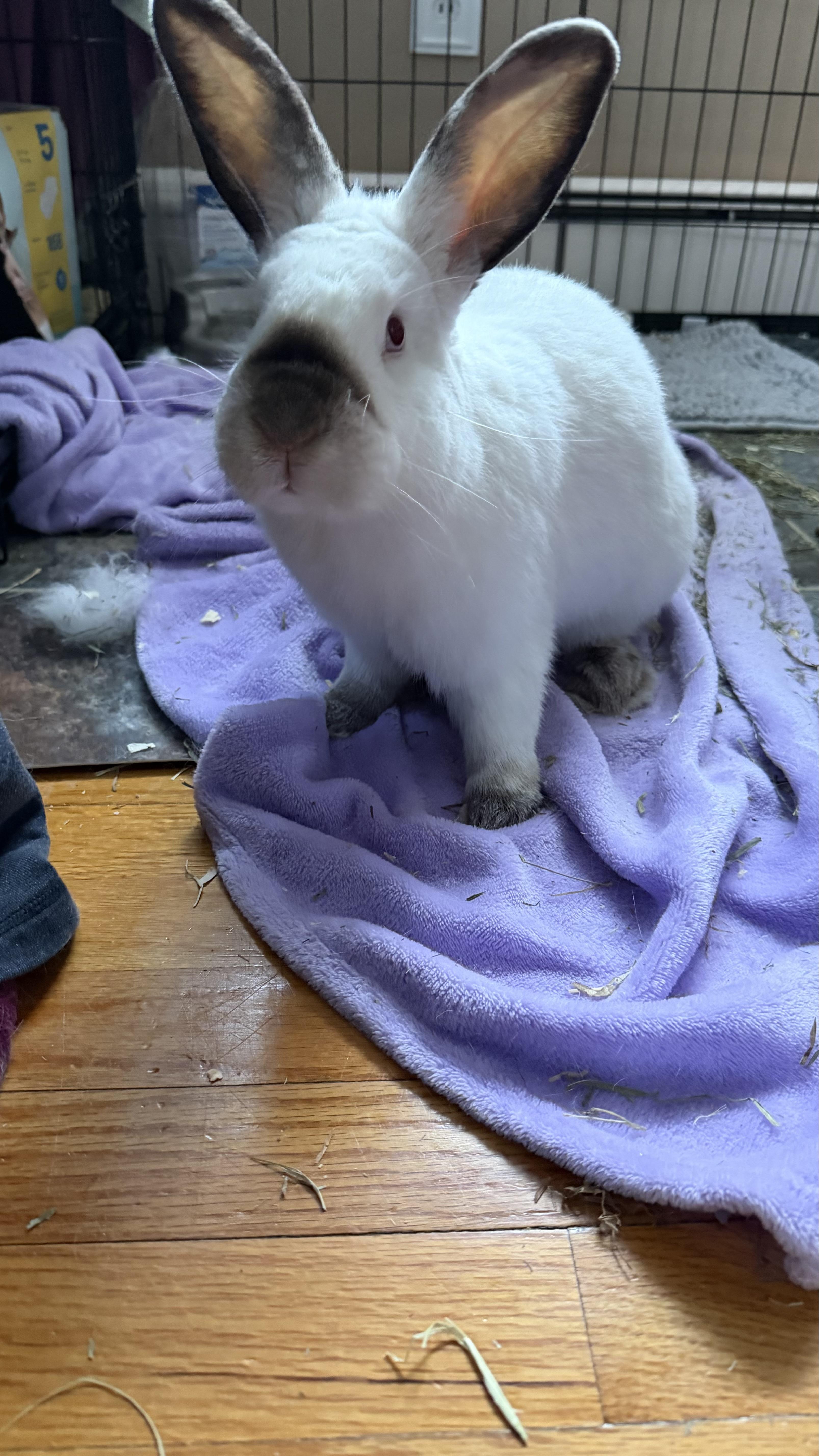 Enlarge Mochi, a ADOPTABLE Himalayan in ALBANY, NY image 4/4