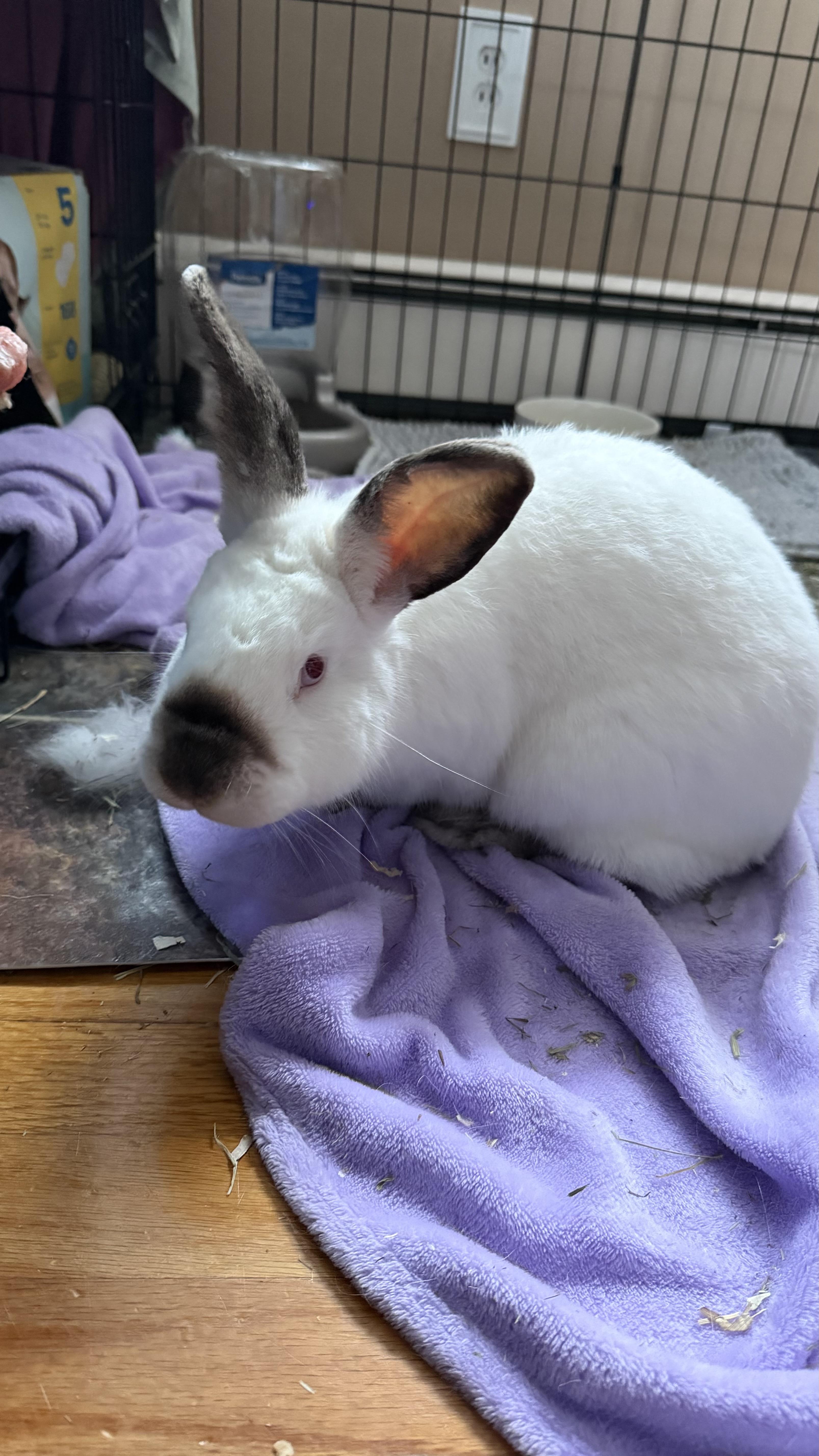 Enlarge Mochi, a ADOPTABLE Himalayan in ALBANY, NY image 2/4
