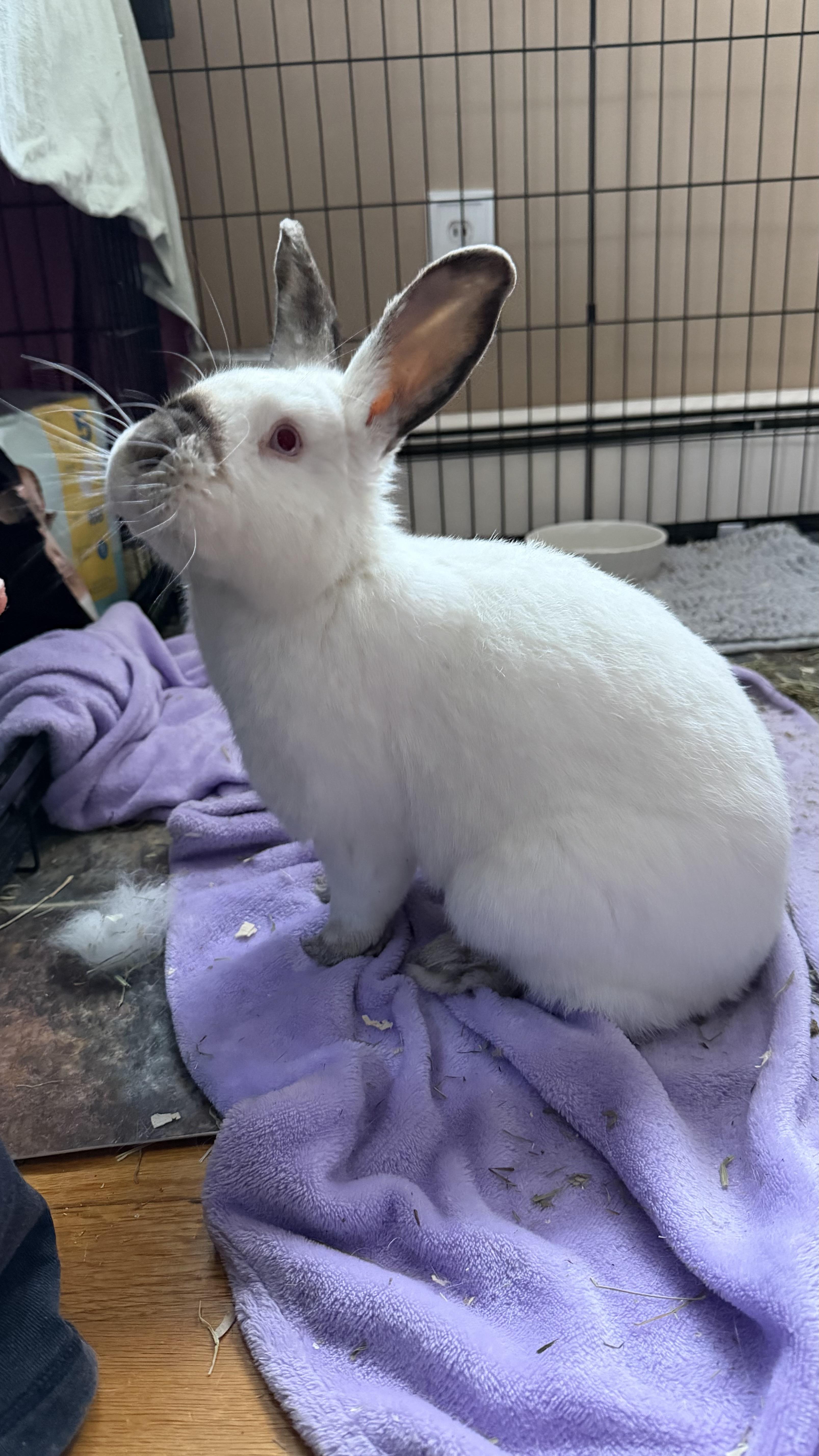 Mochi, ADOPTABLE, Young Male Himalayan.