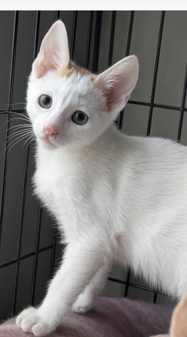 Enlarge Blaze & Pixel, a ADOPTABLE mixed breed in San Diego, CA image 5/6