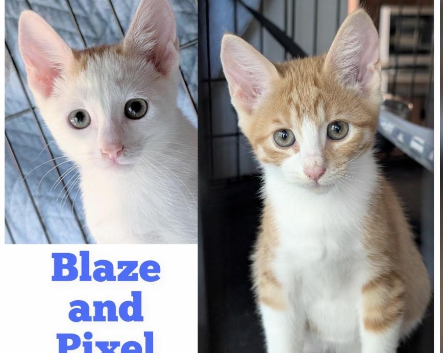 Blaze & Pixel, ADOPTABLE, Young Male Oriental Tabby & American Shorthair.