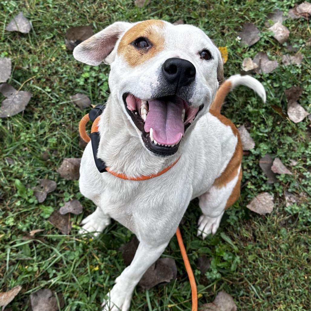 Titan, Adoptable, Adult Male Pit Bull Terrier & Labrador Retriever.