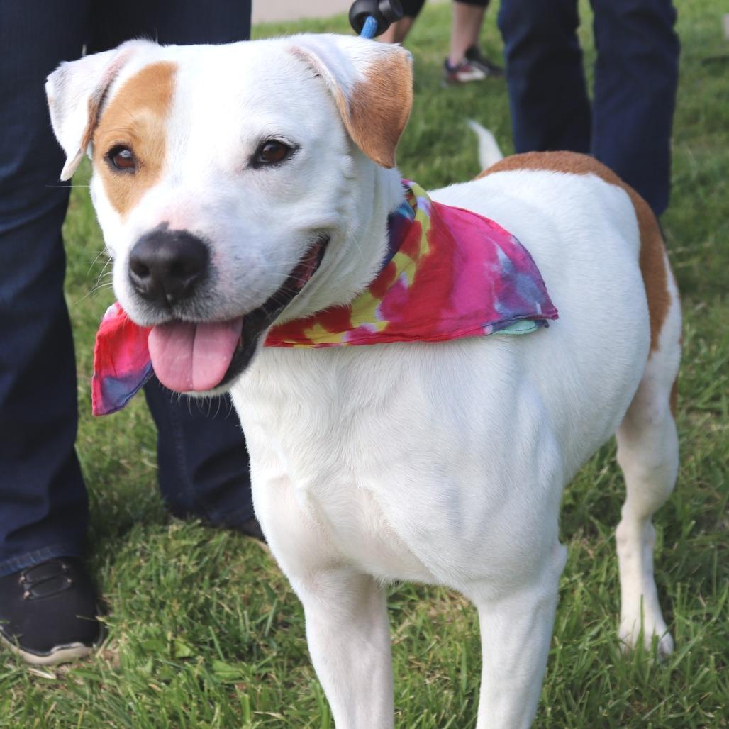 Titan, a Adoptable mixed breed in Warrensburg, MO image 2/5