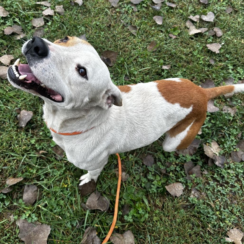 Enlarge Titan, a Adoptable mixed breed in Warrensburg, MO image 3/3