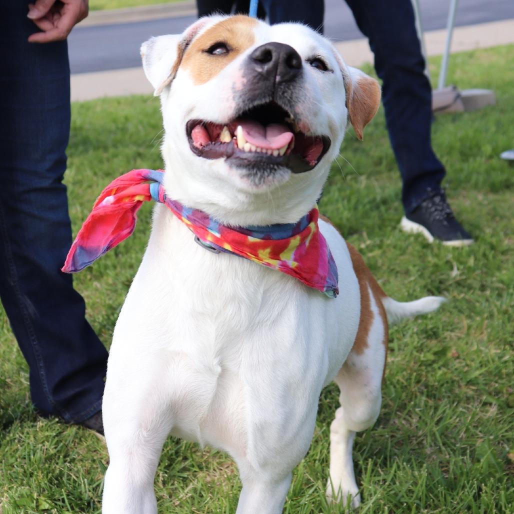 Titan, a Adoptable mixed breed in Warrensburg, MO image 5/5