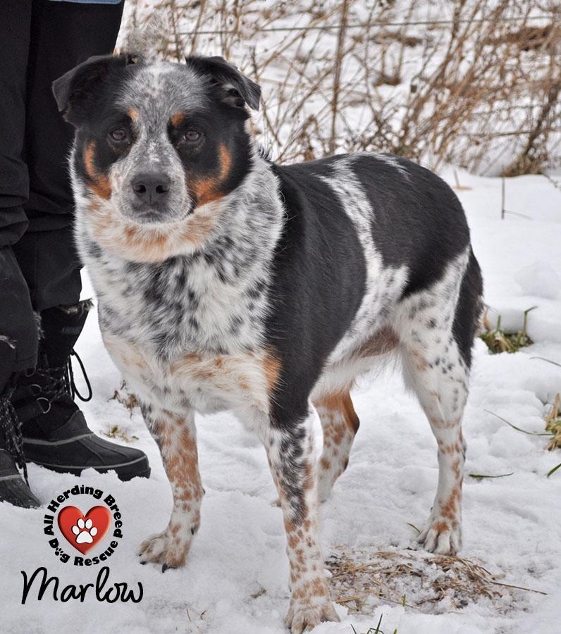 Enlarge Marlow , a ADOPTABLE mixed breed in Joliet, IL image 1/4