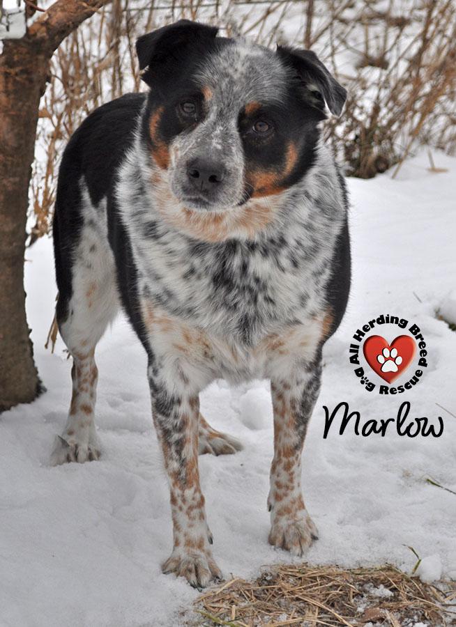 Enlarge Marlow , a ADOPTABLE mixed breed in Joliet, IL image 2/4
