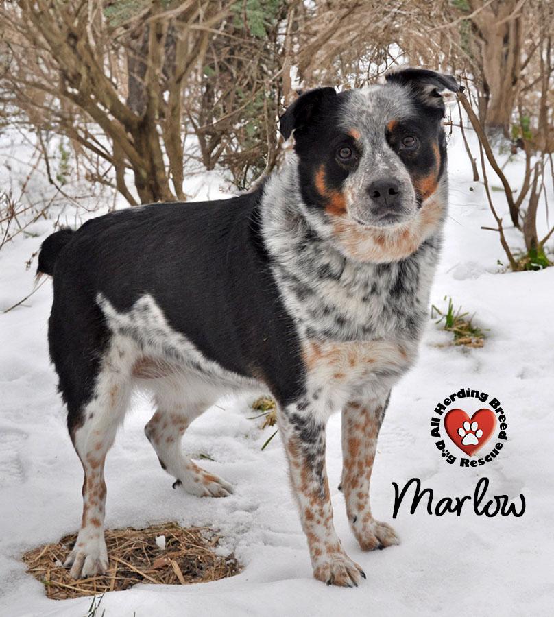 Enlarge Marlow , a ADOPTABLE mixed breed in Joliet, IL image 3/4