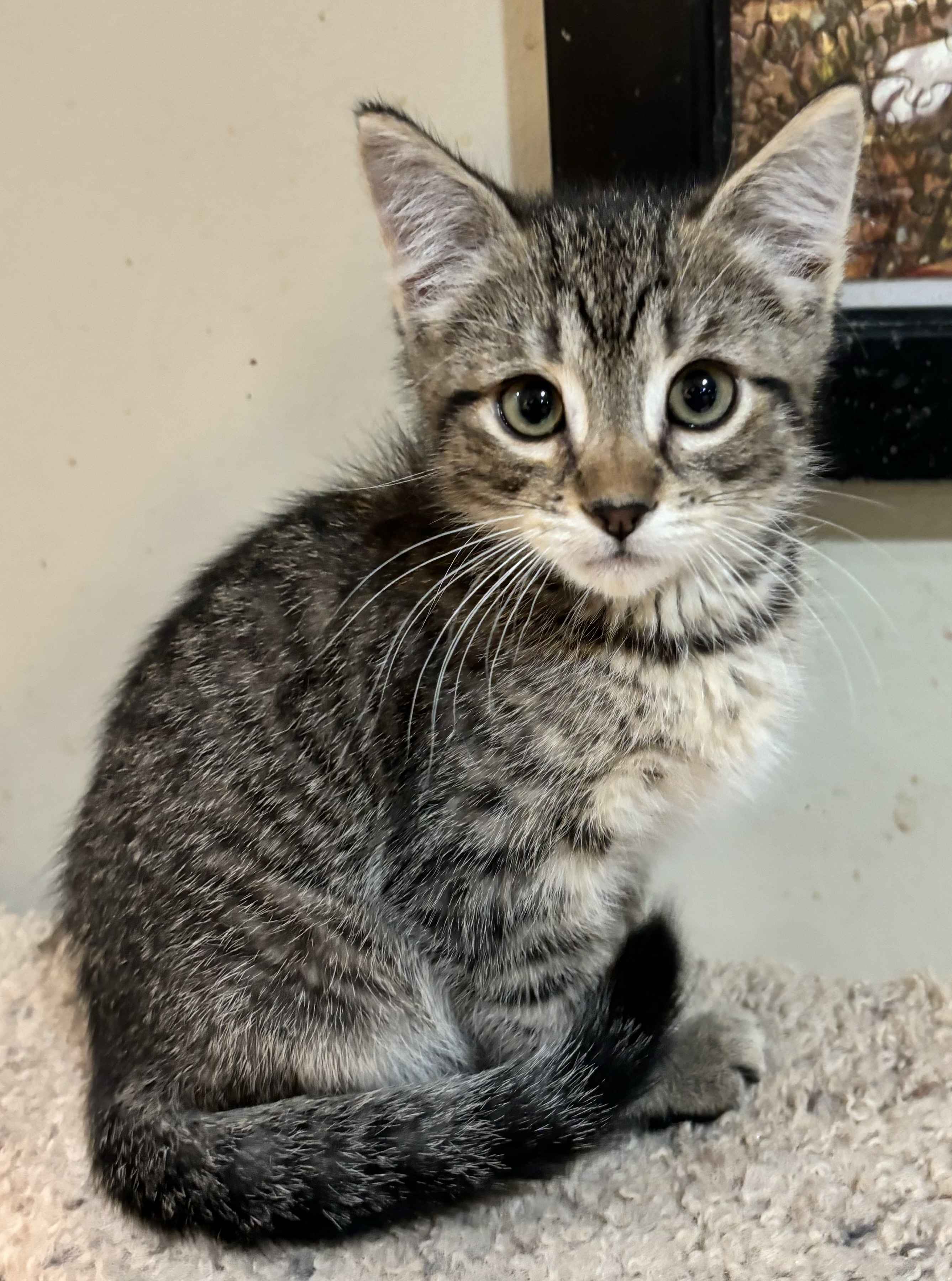 Sparrow, an adopted Domestic Short Hair in East Hanover, NJ_image-1