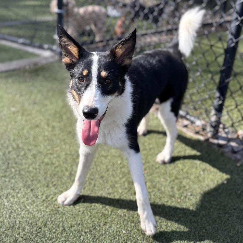 Enlarge Kira, a Adoptable Border Collie in Mount Pleasant, TX image 1/6