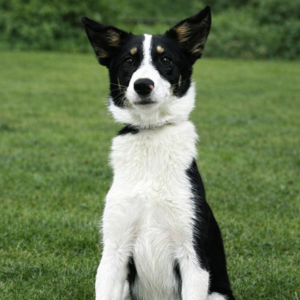 Enlarge Kira, a Adoptable Border Collie in Mount Pleasant, TX image 1/5